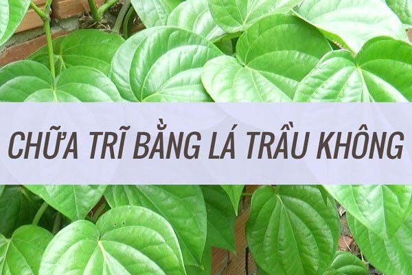 cách chữa bệnh trĩ tại nhà bằng lá trầu không​